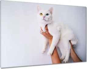 Vászonkép 100x70 Gyönyörű macska Cica