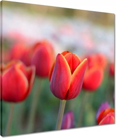Vászonkép 50x50 Tulipánok Virágok