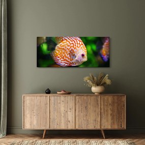 Egy hal képe (120x50 cm)