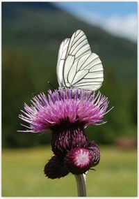 Poszterek 70x100 Fehér káposzta