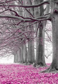 Poszter 68x98cm Fák egy sorban rózsaszín levelek, Assaf Frank