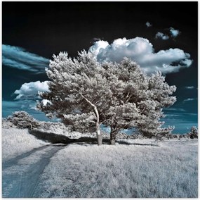 Poszterek 100x100 Fa