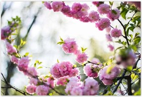 Poszterek 155x105 Rózsaszín virágok Gyönyörű