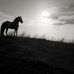 Poszter 100x100cm Holdőrség