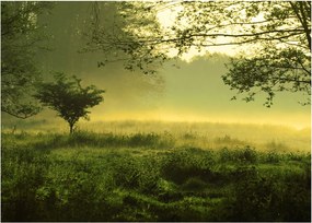 Kép - Ébredő erdő (üvegen) (70x50 cm)