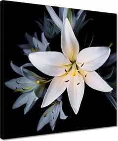 Vászonkép 40x40 Fehér liliom csokor Virág