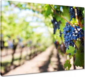 Vászonkép 50x40 Szőlőültetvény napsütésben