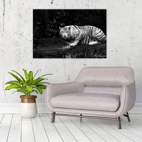 Kép - albínó tigris, fekete-fehér (90x60 cm)