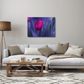 Tulipán bimbó képe (üvegen) (70x50 cm)