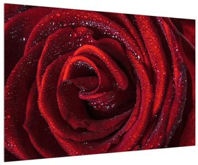 Piros rózsa képe (90x60 cm)