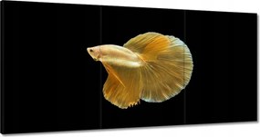 Vászonkép 180x90 Arany sziámi hal