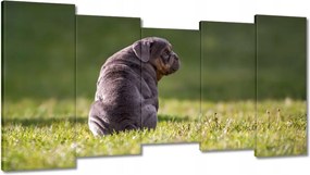 Képek 150x80 Kutya Kutyák