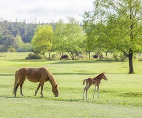 Poszter 60x50cm Ló és csikó, Assaf Frank