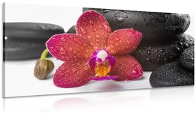 Kép Zen kövek és orchidea fehér háttérrel