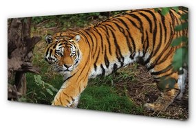 Canvas képek tiger woods 100x50 cm