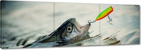 Vászonkép 60x20 Pisztráng a horgon hal