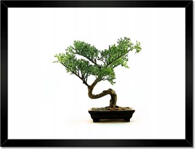 Poszterek keretben 40x30 Bonzai fa