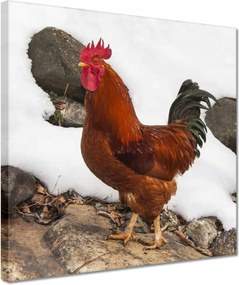 Vászonkép 30x30 Kakas Egy igazi harcos