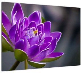A virág képe (70x50 cm)