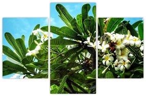 Kép - Plumeria (90x60 cm)
