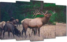 Vászonkép 100x60 Szarvas Erdő Tájkép