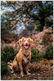 Poszterek 80x120 Kutya Kutyák