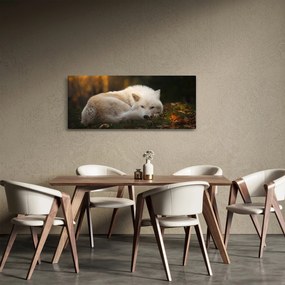 Kép - Pihenő farkas (120x50 cm)