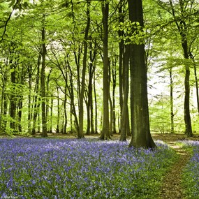 Poszter 20x20cm Tavaszi kékek az erdő alját borítják, Assaf Frank