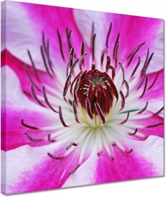 Vászonkép 30x30 Fehér-lila szirmok