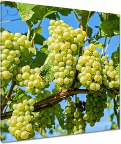 Vászonkép 80x80 Zöld szőlő