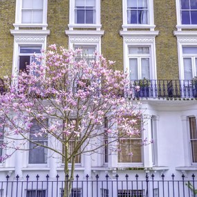 Poszter 40x40cm Magnóliafa a londoni ház előtt, Assaf Frank