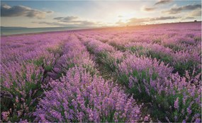 Flizelin tapéta falra Prémium levendula mezők 416x254