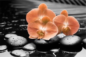 Kép - Narancssárga orchideák (90x60 cm)