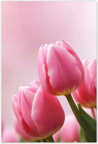 Poszterek 105x155 Rózsaszín tulipánok