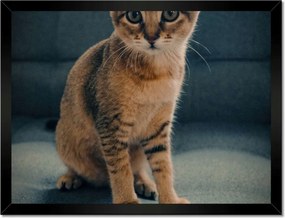 Poszterek keretben 40x30 Cica Cicák