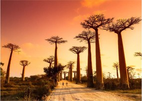 Kép - Naplemente a Baobab Alley-ben (70x50 cm)