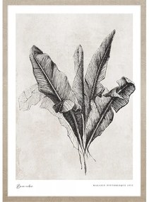 Banana leaves kép