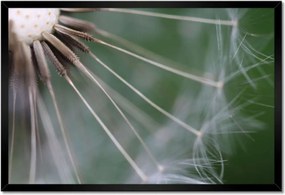 Poszterek keretben 60x40 Pitypang Virág Virágok