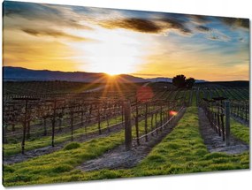 Festmények 120x80 Borászat Tájkép