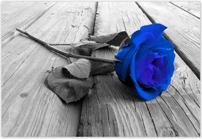 Fotótapéták 152x104 Kék rózsa Ajándék