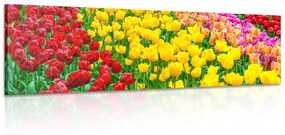 Kép tulipán kert