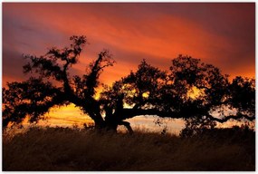 Poszterek 120x80 Akác Afrikában