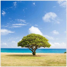 Poszterek 70x70 Tájkép fával