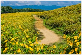 Poszterek 120x80 Falusi tejút