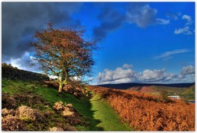 Poszterek 120x80 Fa a kilátásban