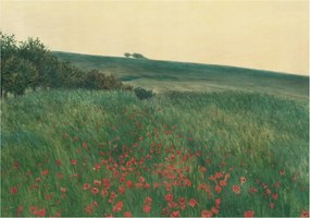 Dekoratív Fotótapéta Hálószobába Pipacs mezők 208x146 Ragasztó