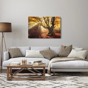 Kép - Őszi fény (90x60 cm)