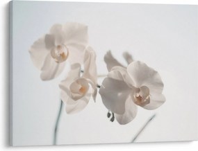 Fehér orchidea képe (70x50 cm)