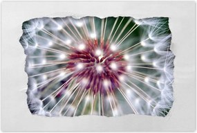 Poszterek 90x60 Pitypang Virág Virágok