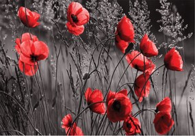 Fotótapéta Mezei Virágok Piros Pipacsok Mező 208x146